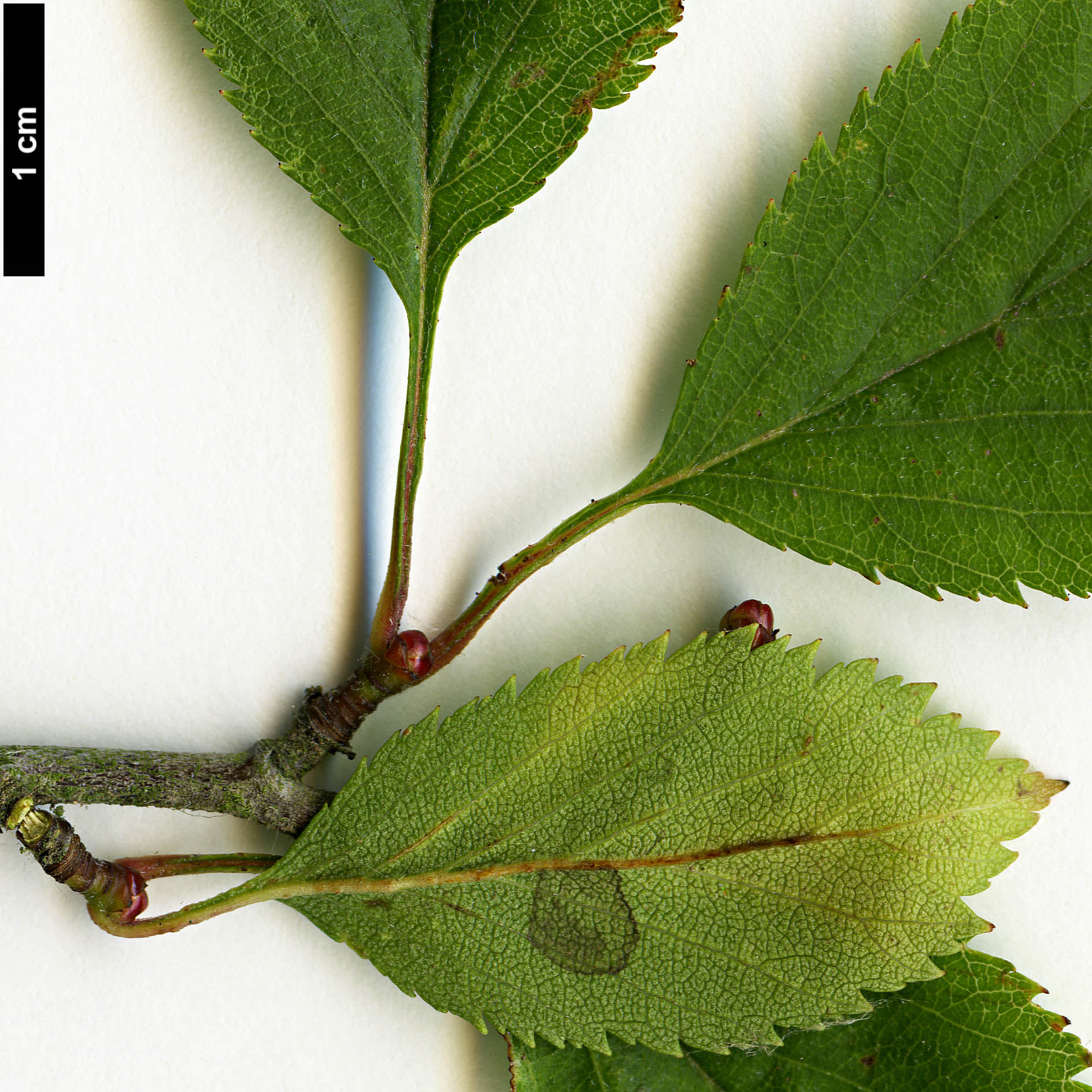 High resolution image: Family: Rosaceae - Genus: Crataegus - Taxon: aemula